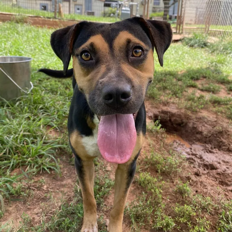 An adult medium-sized female Black Cattle Dog dog named Gaia for adoption in Stillwater, OK