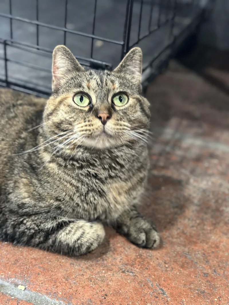 An adult medium-sized female Torbie Domestic Short Hair cat named Tsunami for adoption in Tipp City, OH