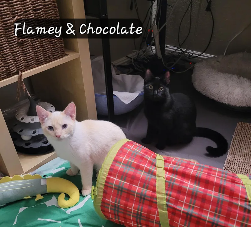 Chocolate