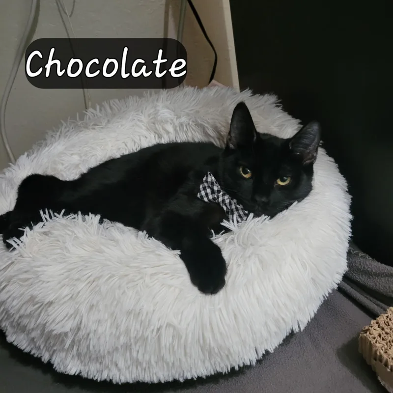 Chocolate thumbnail 6