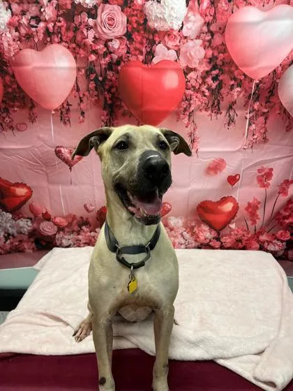 An adult extra large-sized male Mixed Breed dog named Slim Jim for adoption in Akron, OH