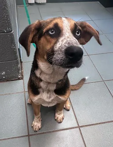 A young medium-sized female Tricolor (Brown, Black, & White) Mixed Breed dog named Jc Penny for adoption in Nashville, TN