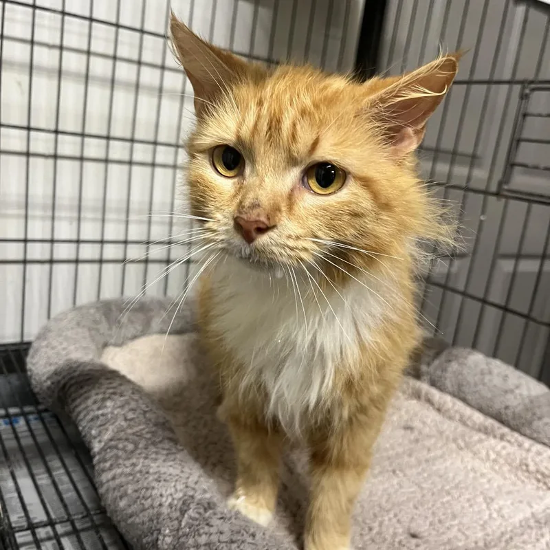 A baby small-sized female Orange / Red Domestic Short Hair cat named Layla for adoption in Clanton, AL