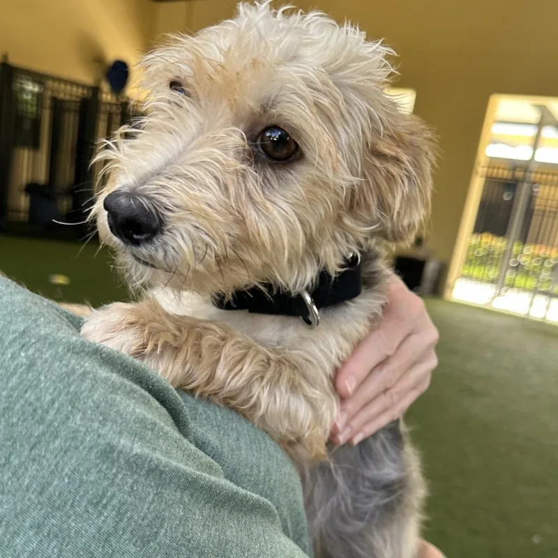 An adult small-sized male Yellow / Tan / Blond / Fawn Yorkshire Terrier dog named Toby for adoption in West Palm Beach, FL