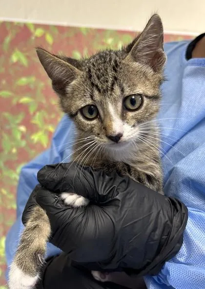 A young small-sized male Domestic Short Hair cat named Cicada for adoption in San Antonio, TX