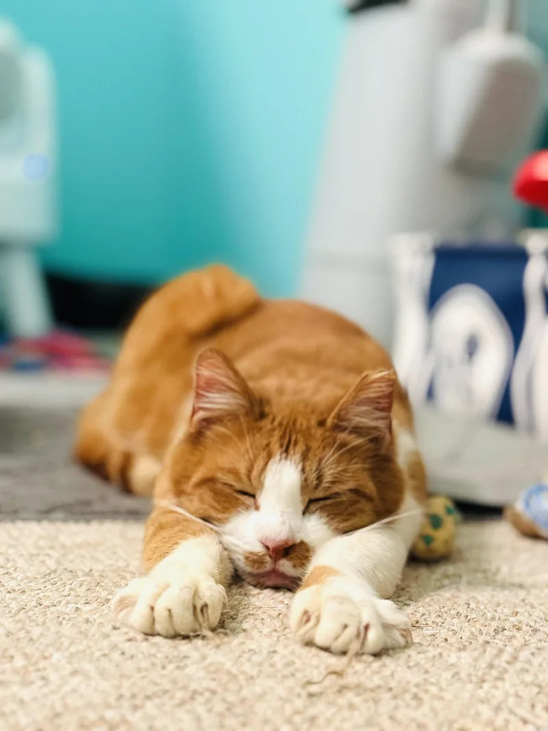 A senior medium-sized male Domestic Short Hair cat named Swan & Fennec for adoption in Mooresville, NC