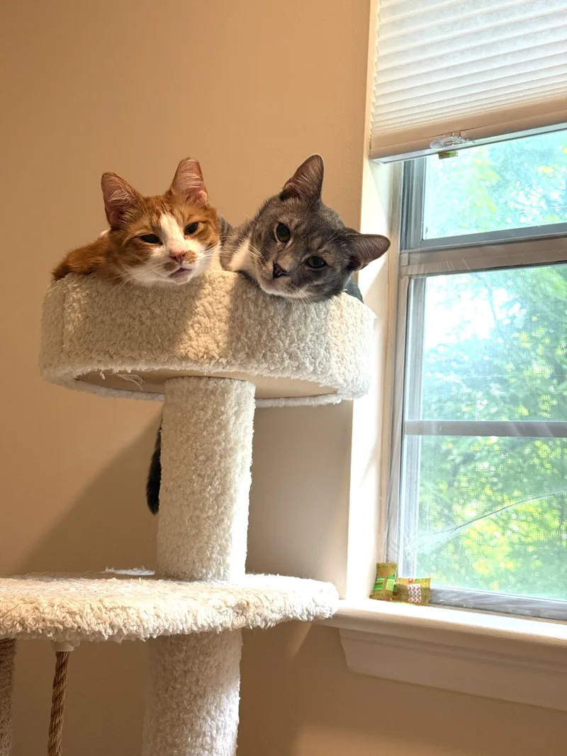 Swan & Fennec thumbnail 3