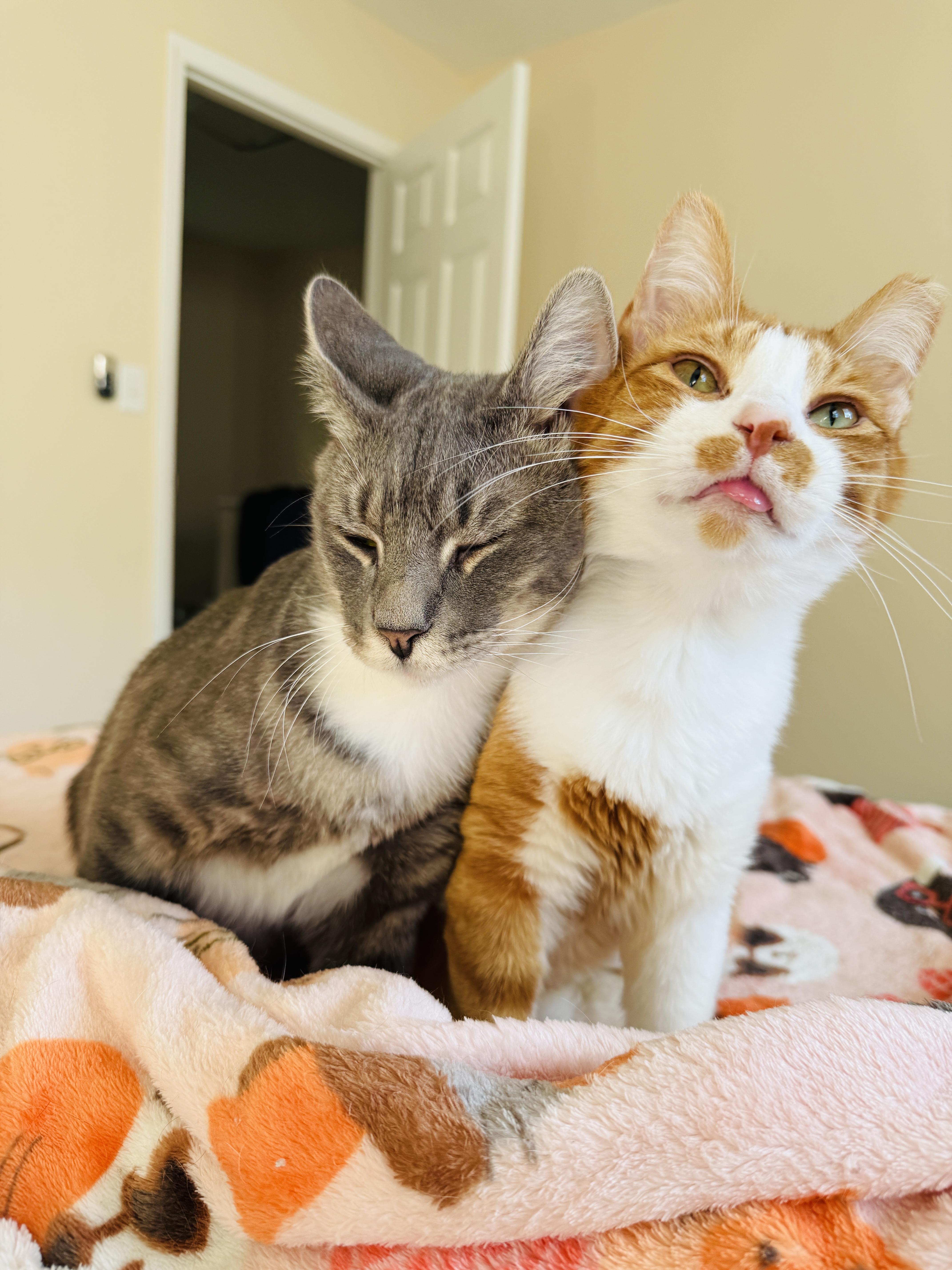 Swan & Fennec thumbnail 5