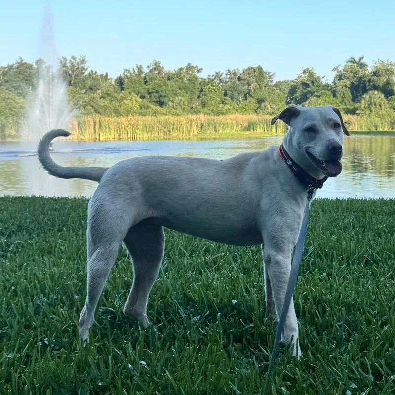 A young medium-sized female Yellow / Tan / Blond / Fawn Mixed Breed dog named Ange for adoption in Bradenton, FL