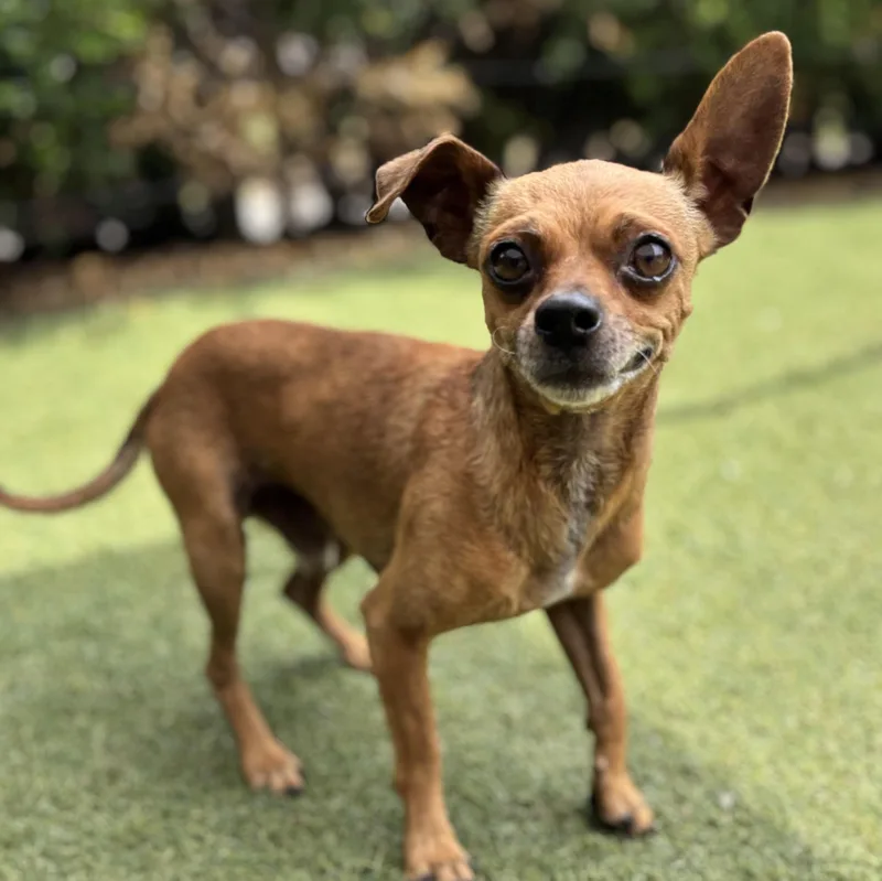 A young small-sized male Red / Chestnut / Orange Chihuahua dog named Benicio for adoption in Beverly Hills, CA
