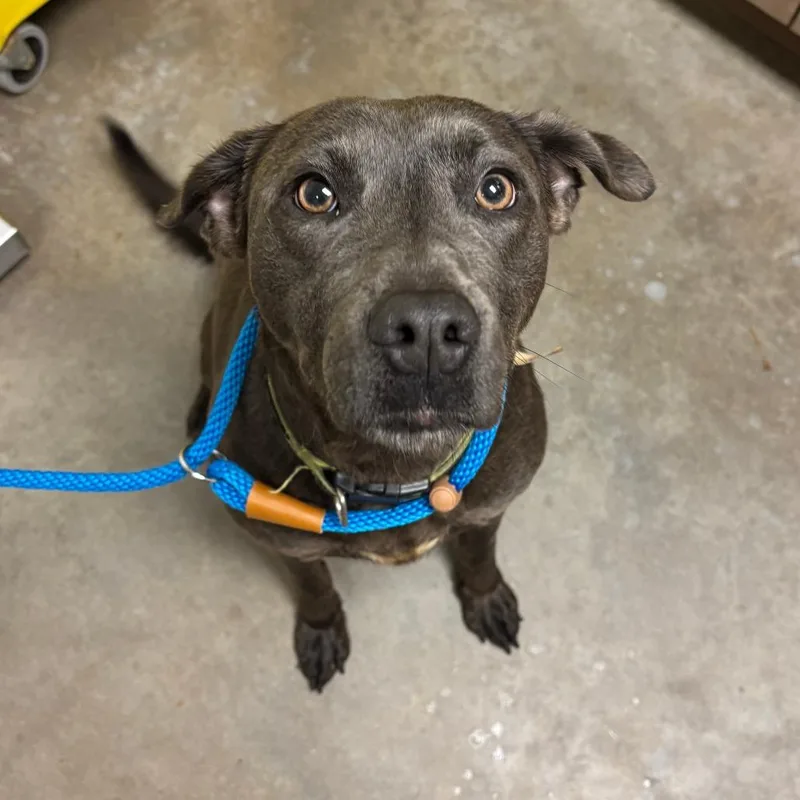 An adult medium-sized female Gray / Blue / Silver Mixed Breed dog named Hela for adoption in Ottawa, KS