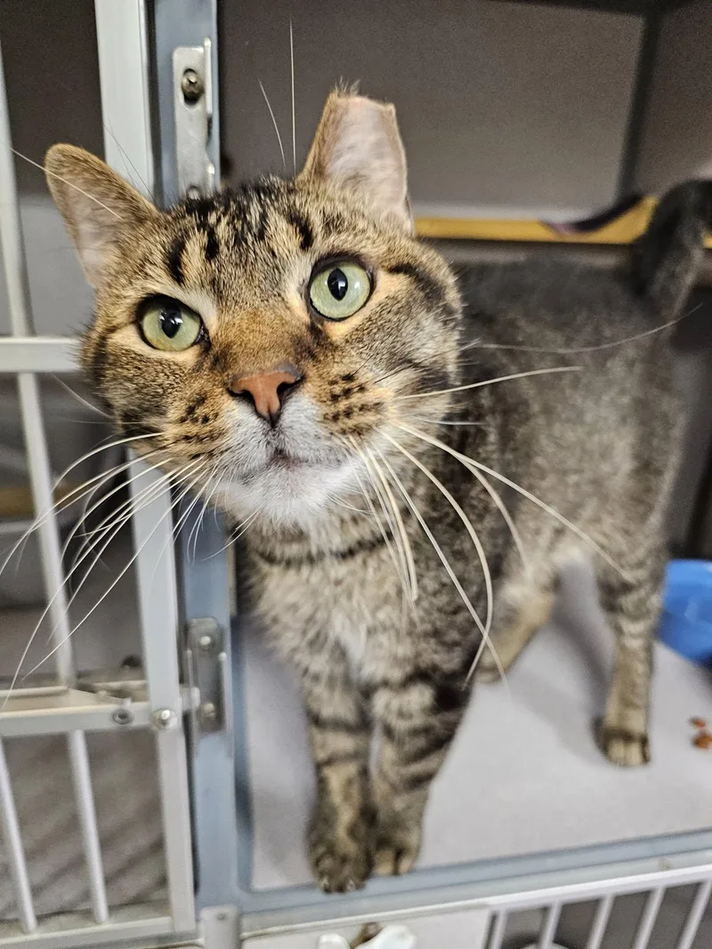 Furrguson thumbnail 2