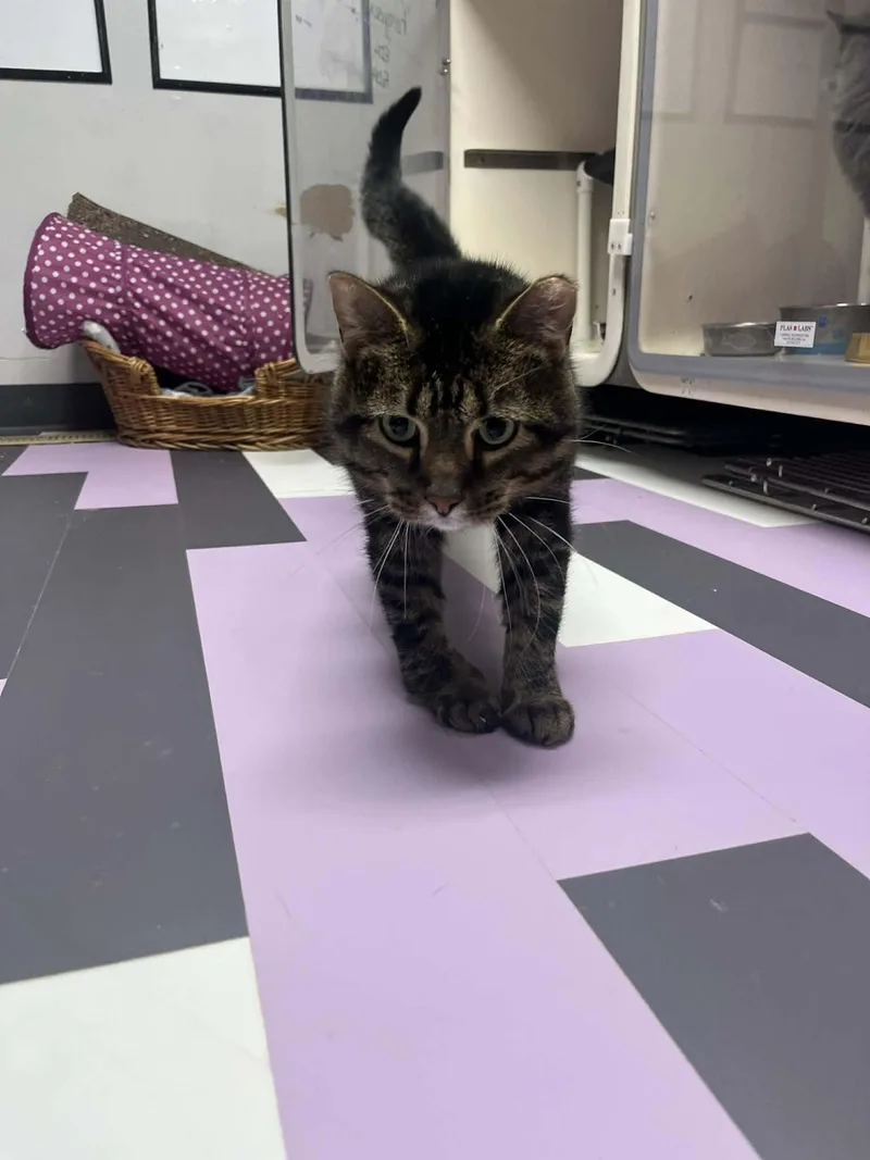 Furrguson thumbnail 3