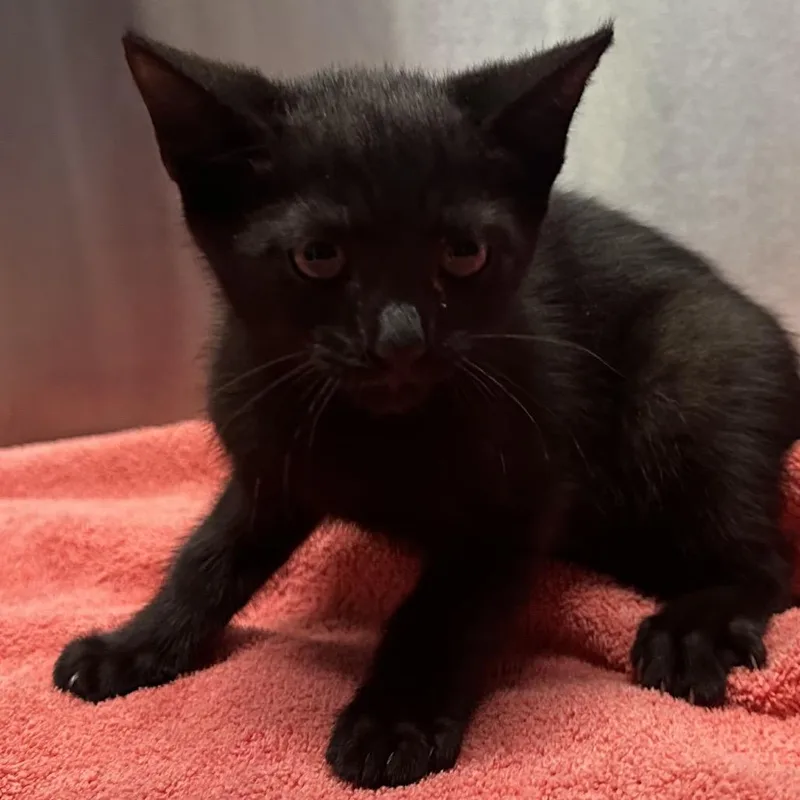 A baby small-sized female Domestic Short Hair cat named Mug Shot for adoption in Providence, RI