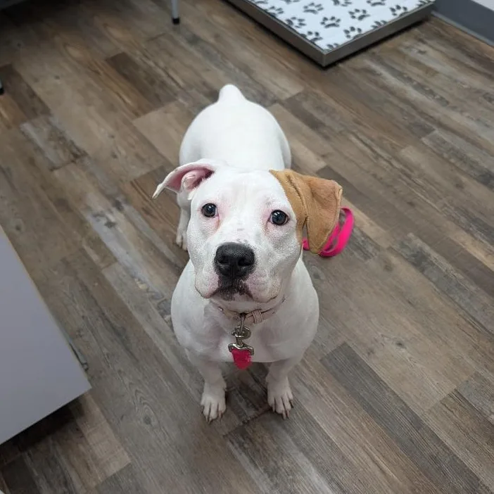 A young medium-sized female Red / Chestnut / Orange Pit Bull Terrier dog named Rosie for adoption in Oconto, WI