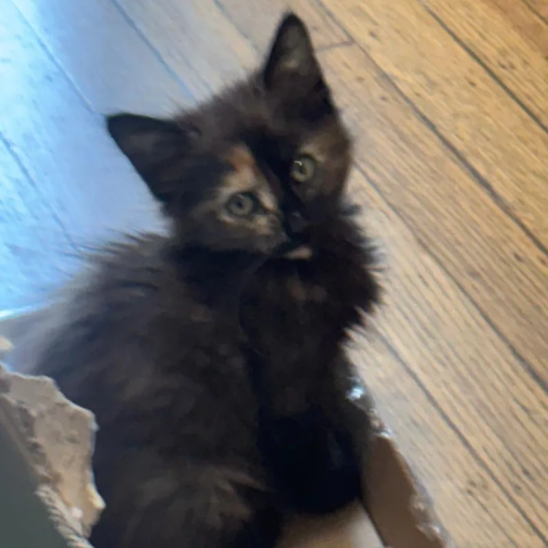 A baby small-sized female Tortoiseshell Domestic Short Hair cat named Verity for adoption in Point Richmond, CA