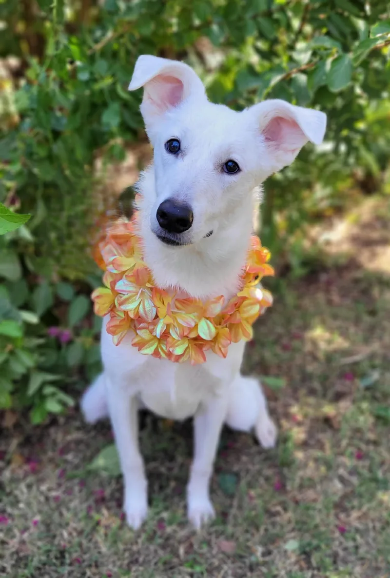 A young medium-sized female Siberian Husky dog named Sosha for adoption in Vernon, TX