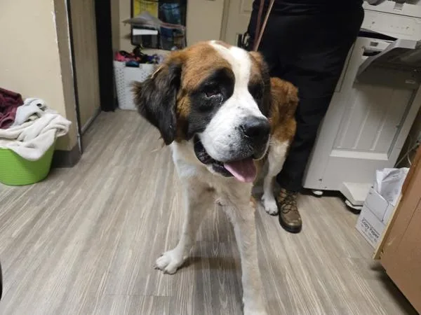 An adult extra large-sized female Saint Bernard dog named Bernadette for adoption in Oceanside, CA