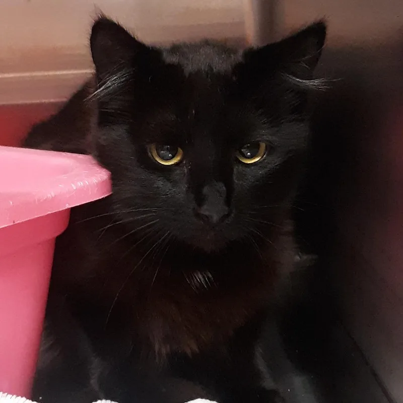 A young medium-sized female Black Domestic Short Hair cat named Runesmith for adoption in Spokane, WA