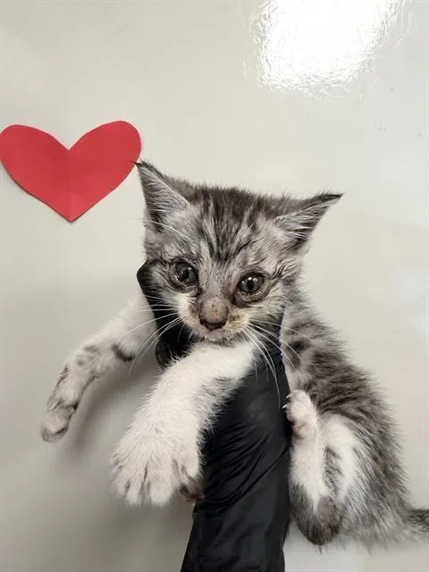 A baby small-sized female Domestic Short Hair cat named Rosie for adoption in Ontario, CA