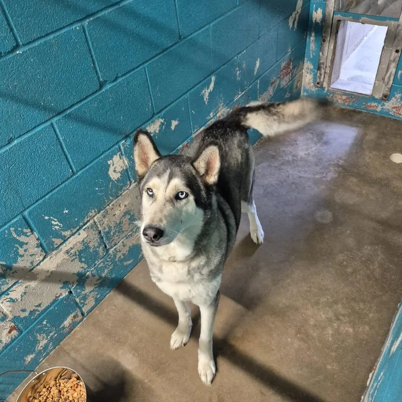 An adult large-sized male Husky dog named Cap for adoption in Austin, TX