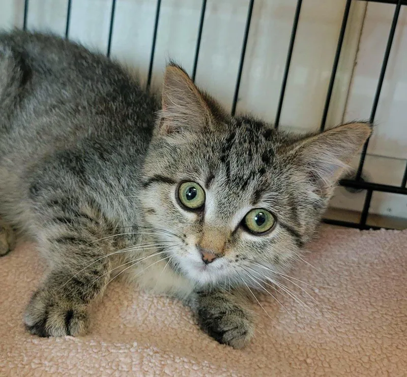 A baby medium-sized female Brown / Chocolate Domestic Short Hair cat named Pawtriot for adoption in Plover, WI