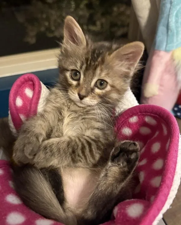 A baby small-sized female Domestic Short Hair cat named Alice for adoption in Bonsall, CA