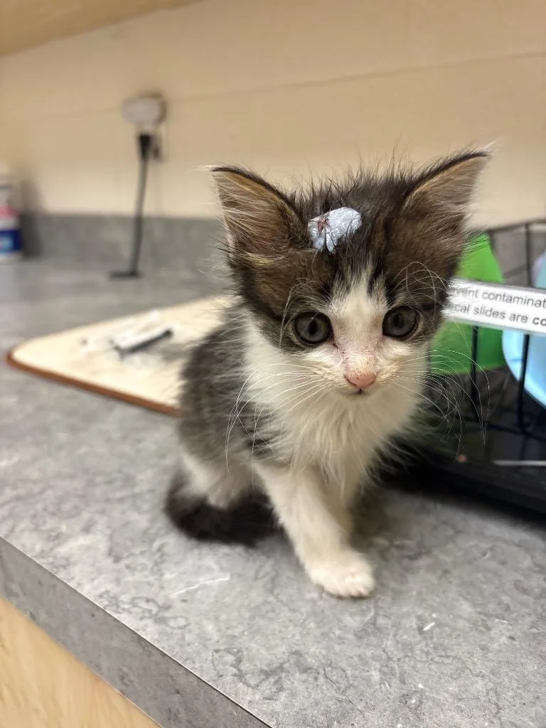 A baby medium-sized female Domestic Short Hair cat named Saleen for adoption in Greeneville, TN