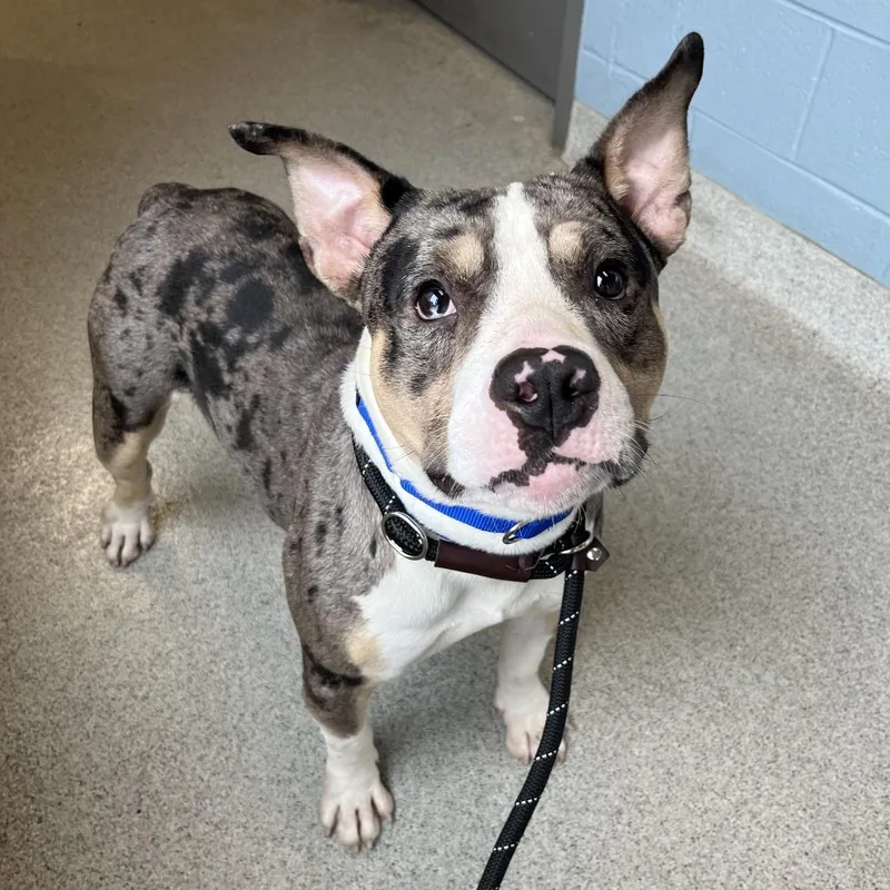 An adult medium-sized male White / Cream American Bulldog dog named Trap for adoption in Chicago, IL