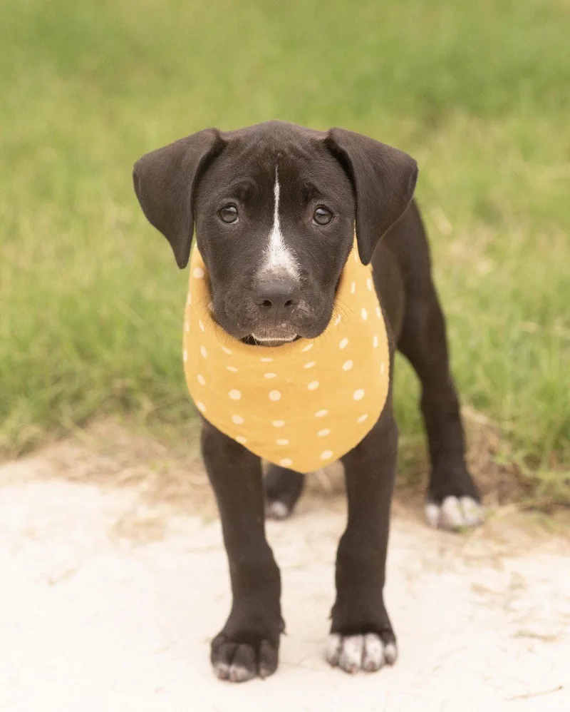 Stella