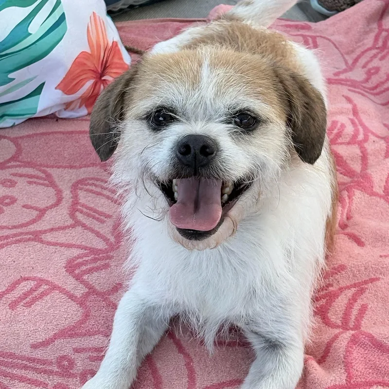 An adult small-sized male Border Terrier dog named Mooshu for adoption in Newport Beach, CA