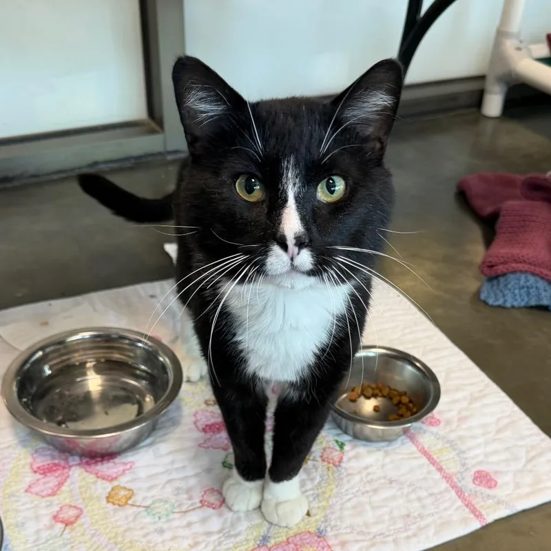 An adult large-sized male Black Domestic Short Hair cat named Onism for adoption in DeKalb, IL