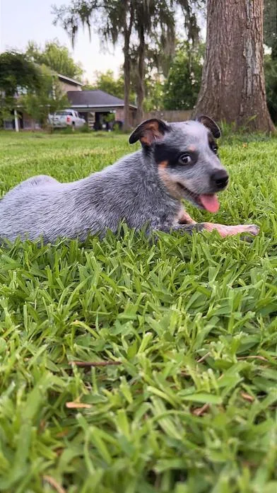 A baby medium-sized male Gray / Blue / Silver Australian Cattle Dog / Blue Heeler dog named Dale Jr. for adoption in Liverpool, TX