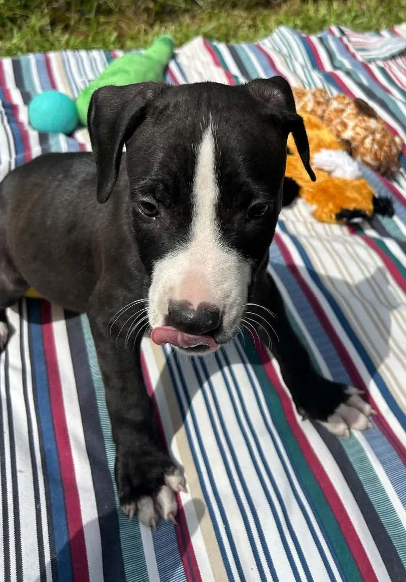 A baby large-sized male Labrador Retriever dog named Issac for adoption in Tarrytown, GA