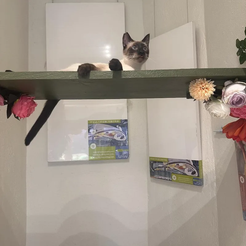 A young medium-sized female Siamese cat named Miso for adoption in Austin, TX