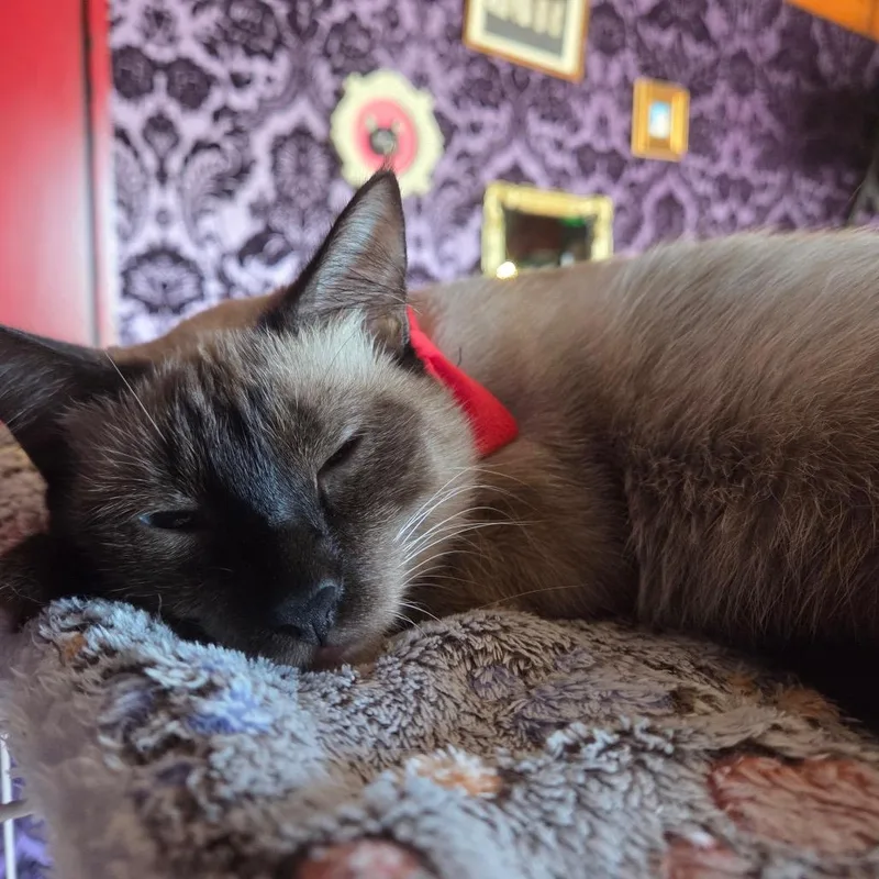 Miso thumbnail 2
