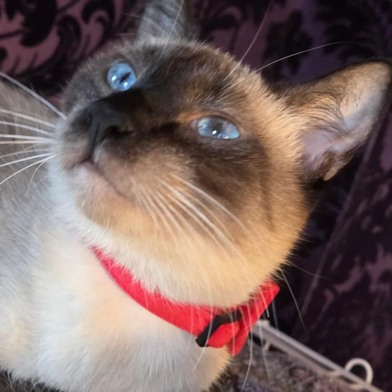 Miso thumbnail 3