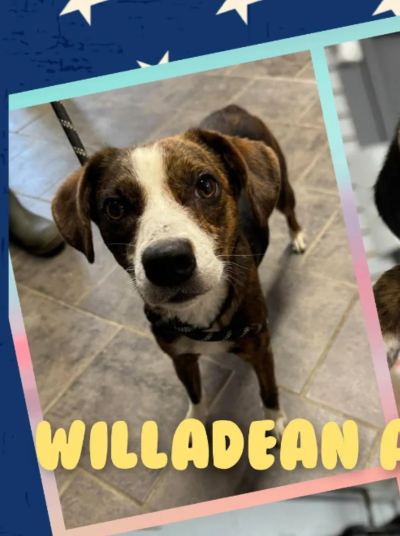 Willadean thumbnail 2