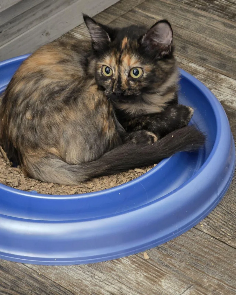 Juniper