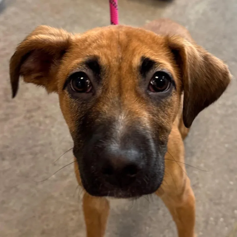 A baby medium-sized male Mixed Breed dog named Ross for adoption in Las Cruces, NM