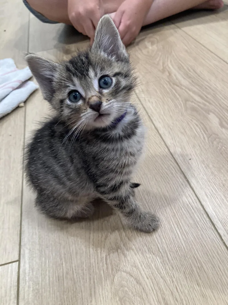 A baby small-sized female Tabby (Brown / Chocolate) Domestic Short Hair cat named Pippa for adoption in Orange, CA