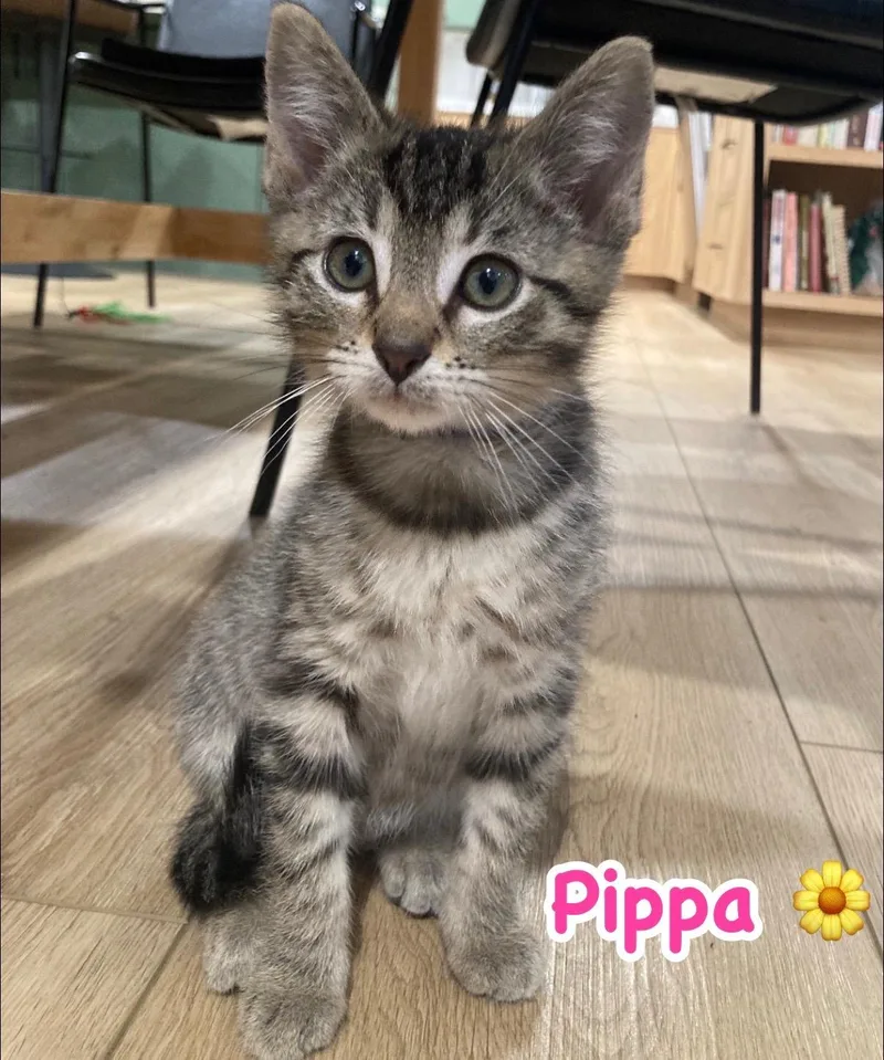 Pippa thumbnail 4