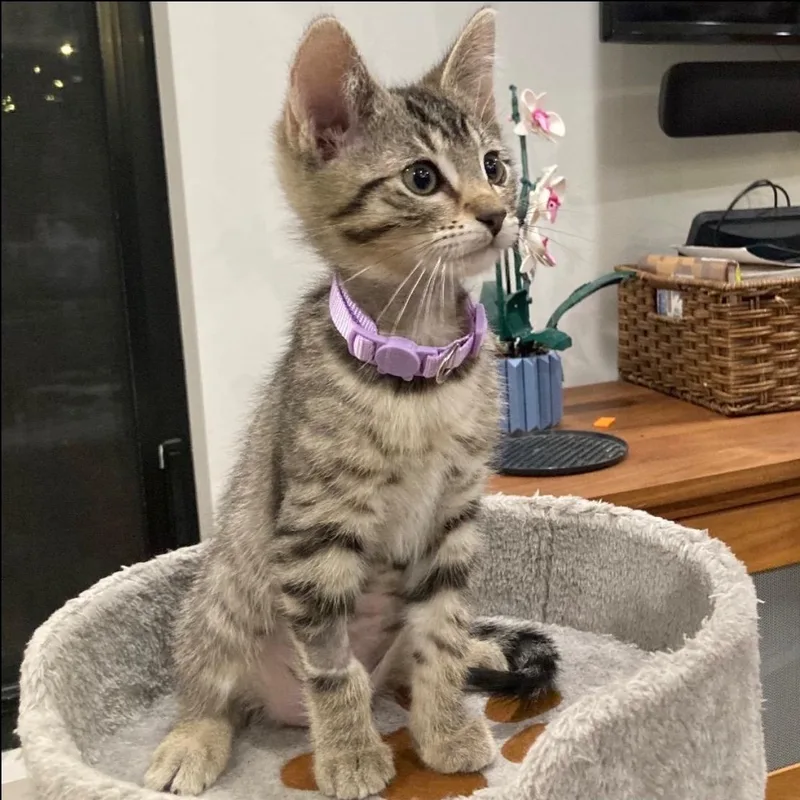 Pippa thumbnail 5