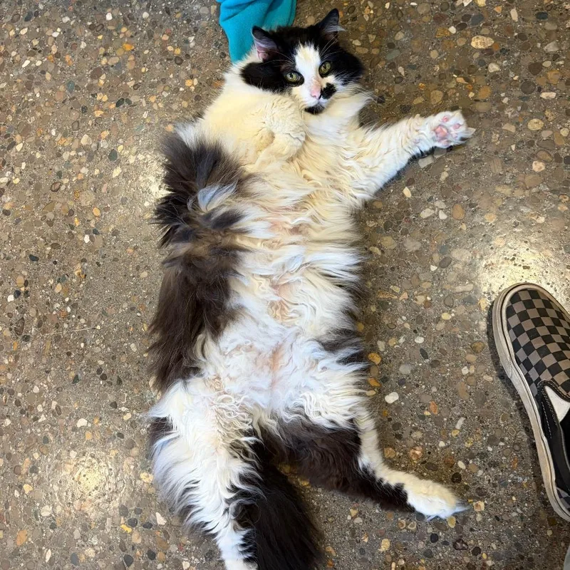 A senior small-sized male Black Domestic Long Hair cat named Smudge for adoption in Louisville, KY