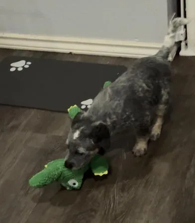 A baby small-sized male Gray / Blue / Silver Australian Cattle Dog / Blue Heeler dog named Hocevar for adoption in Liverpool, TX