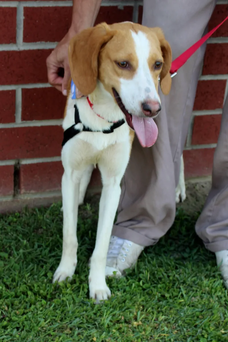 A young medium-sized female Red / Chestnut / Orange Treeing Walker Coonhound dog named Angel for adoption in Burgaw, NC