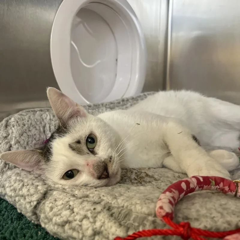 An adult medium-sized male White Domestic Short Hair cat named Biscuits & Gravy for adoption in Houston, TX
