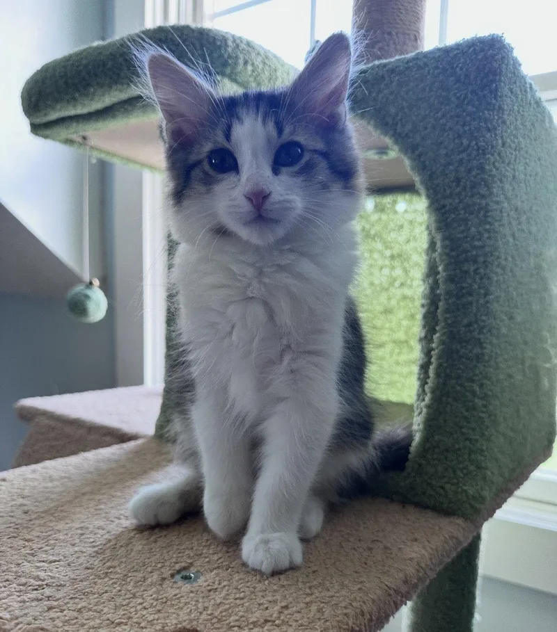 A baby medium-sized male Gray & White Domestic Long Hair cat named Julian for adoption in Cuyahoga Falls, OH