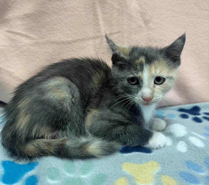 A baby medium-sized female Calico Domestic Short Hair cat named Freedom for adoption in Edinburg, VA
