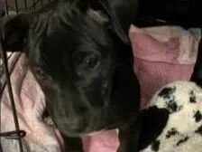 A baby small-sized male Terrier dog named Pupusa for adoption in Palo Alto, CA